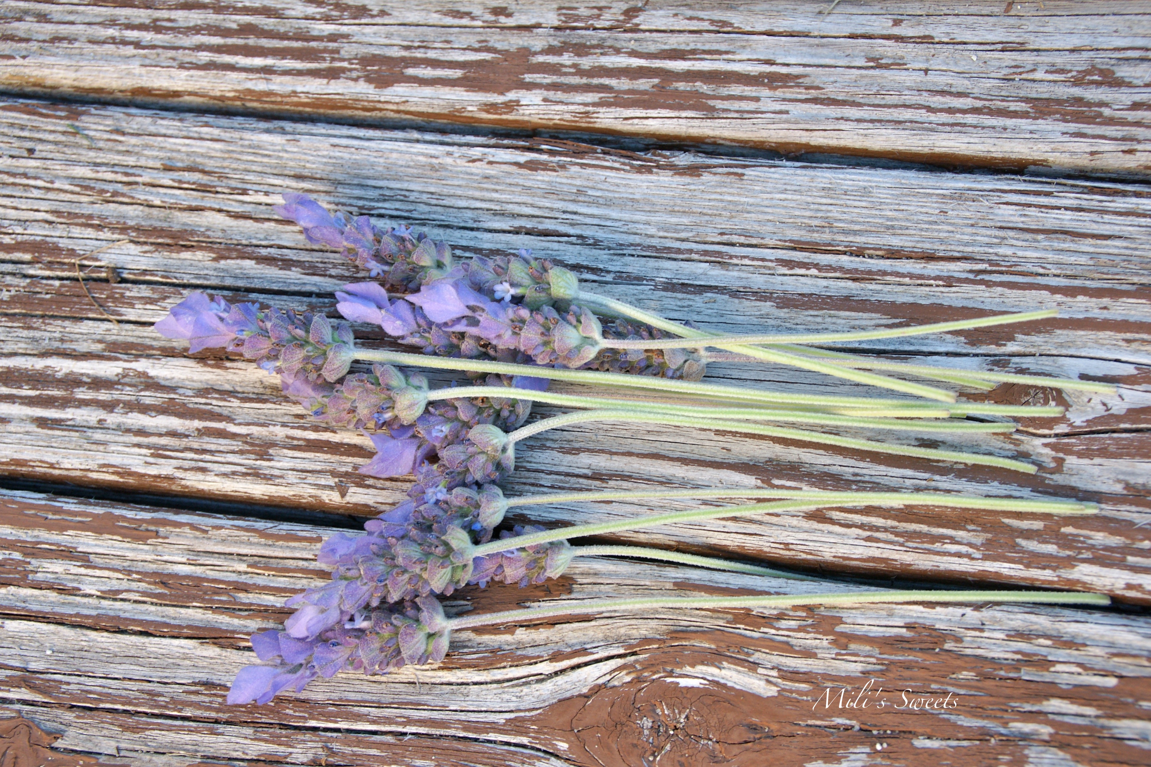 backyard lavender 
